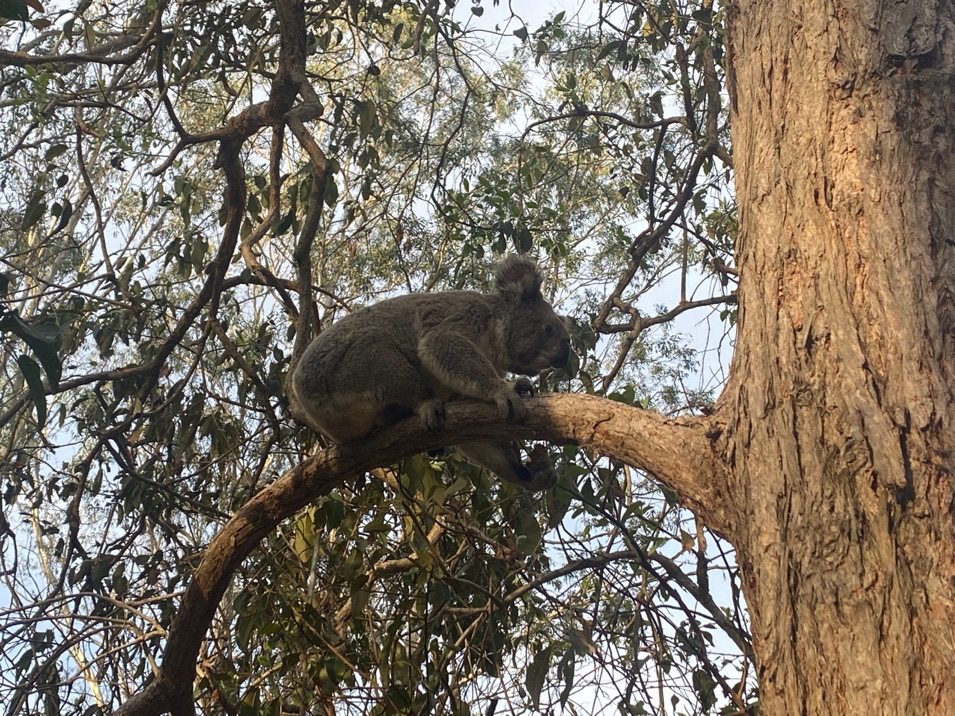 Koala im Coombabah Lake Conservation Park - einem Naturschutzpark in der Gold Coast-Region - einer meiner Geheimtipps 