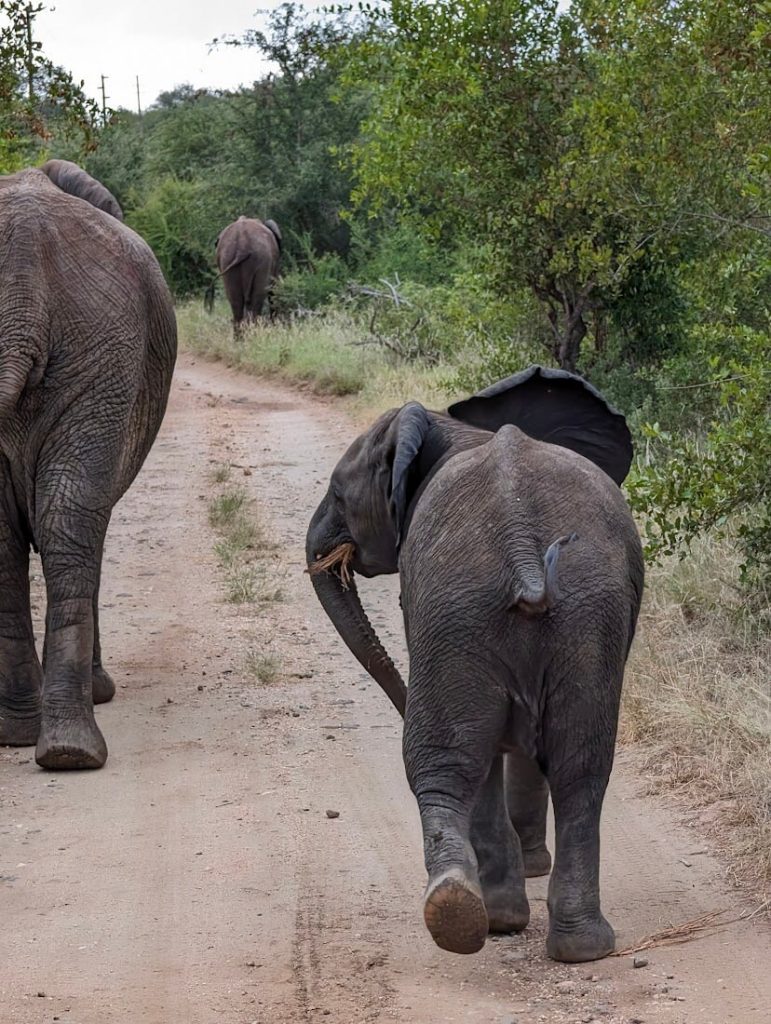 Elefantenfamilie im Pilanesberg Nationalpark in Südafrika